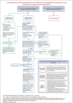 Diagram of Care pathway for the prophylactic use of Rh D immunoglobulin in pregnancy care 
